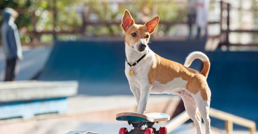 Pensione per cani a Salerno