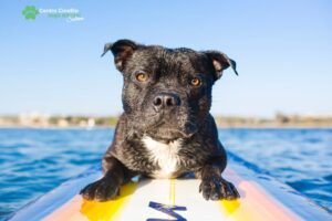 pensione animali
