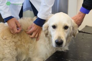 vaccinazione per cani