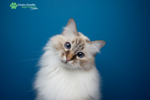 vaccinazioni per il gatto