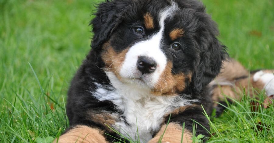 obesità nel cane