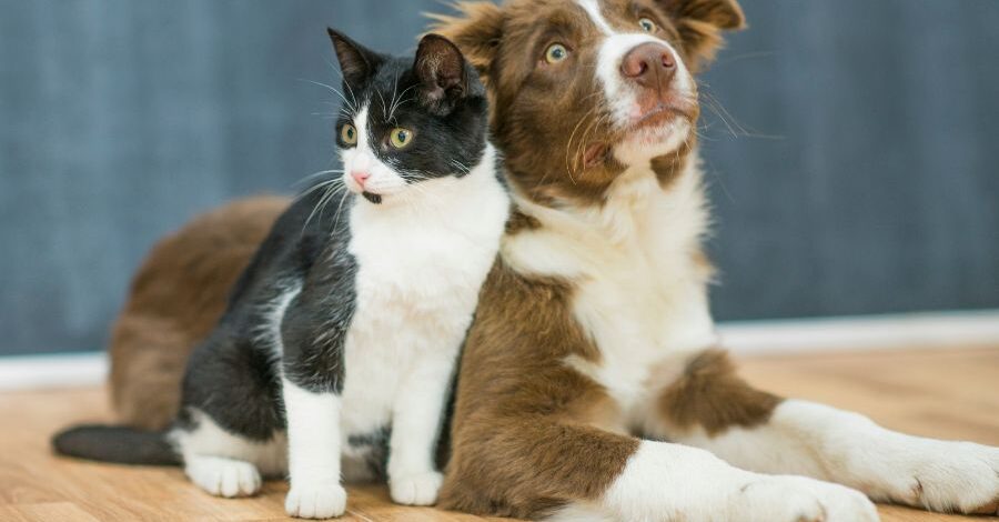 pensione animali