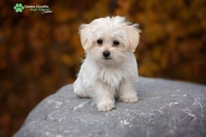 centro cinofilo salerno